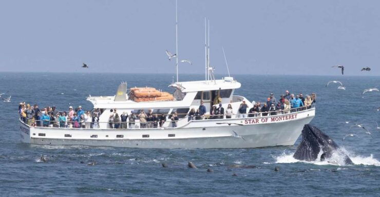Monterey: Monterey Bay Dolphin and Whale Watching Boat Tour - Reserve Now, Pay Later Option