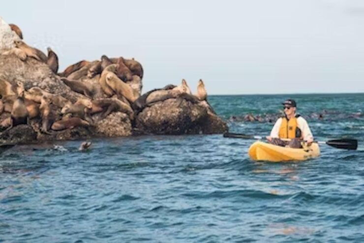 Monterey: Pebble Beach Kayak Tour - Pricing and Duration