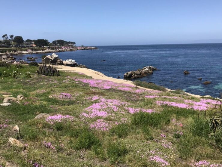 Monterey Peninsula Sightseeing Tour Along the 17 Mile Drive - Tour Details