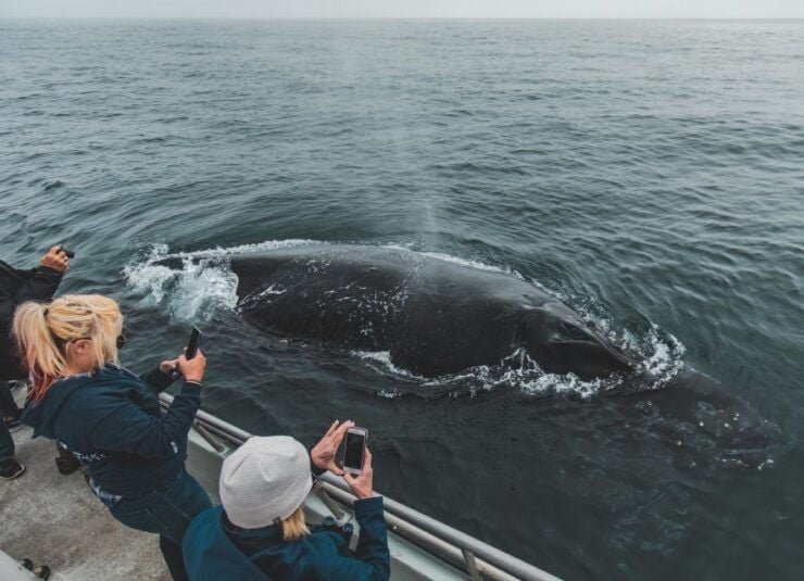 Monterey: Sunset Whale Watching Cruise With a Guide - Activity Details