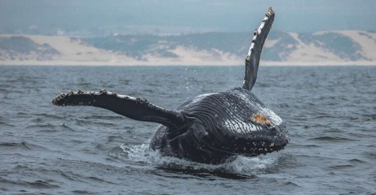 Monterey: Sunset Whale Watching Cruise With a Guide - Experience Highlights