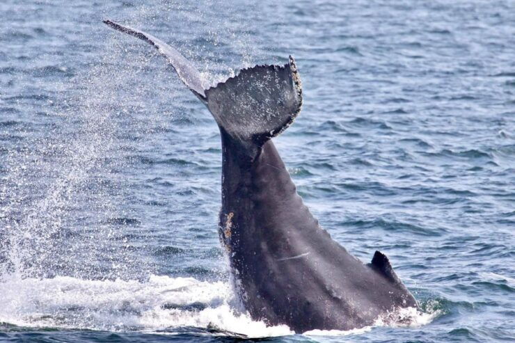 Monterey: Whale Watching Cruise - Booking Details