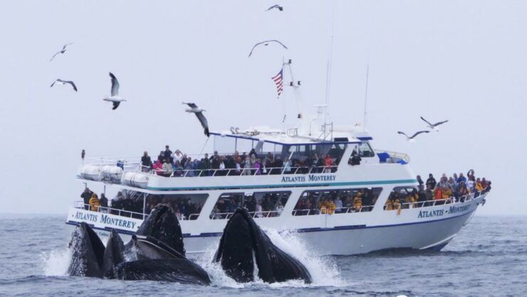 Monterey: Whale Watching Tour With a Marine Guide - Activity Details