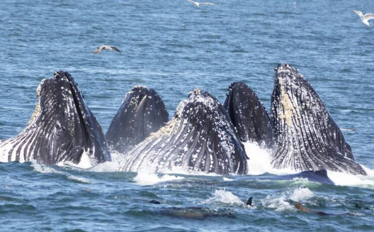 Monterey: Whale Watching Tour With a Marine Guide - Experience Highlights