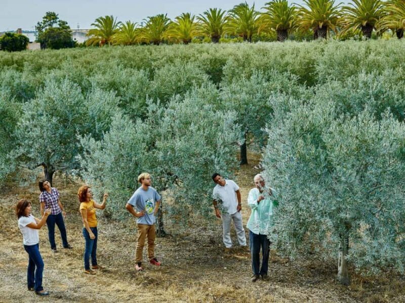 Monterosa Olive Grove: Visit to the Mill & Olive Oil Tasting - Good To Know