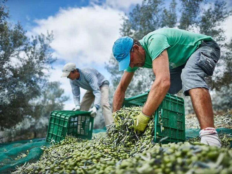 Monterosa Olive Grove: Visit to the Mill & Olive Oil Tasting - Who Should Consider This Tour?