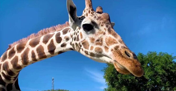 Monterrey: Safari Adventure at Bioparque Estrella - Booking Details