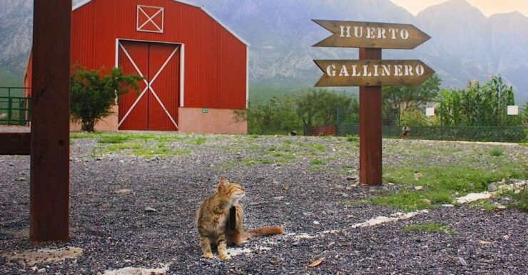 Monterrey: Zoological Adventure at Xenpal - Experience Highlights
