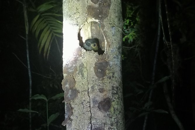Monteverde 2-Hour Small-Group Night Walk (Feb ) - Tour Overview and Experience