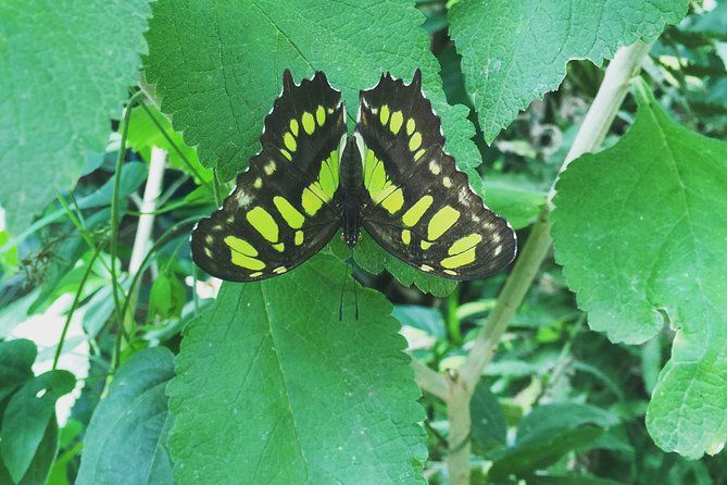 Monteverde Butterfly Gardens Tour - Good To Know
