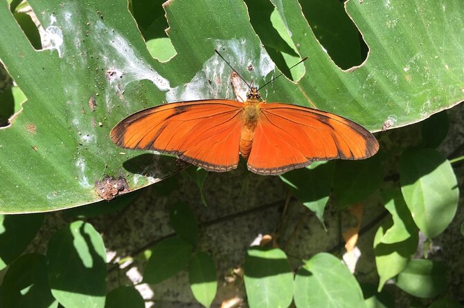 Monteverde Butterfly Gardens Tour - Tour Activities