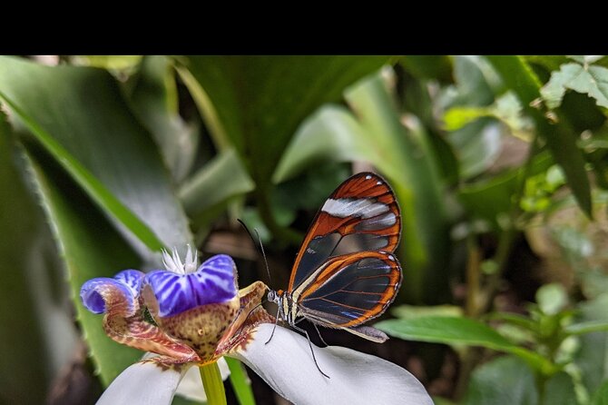 Monteverde Butterfly Gardens Tour - Operating Hours