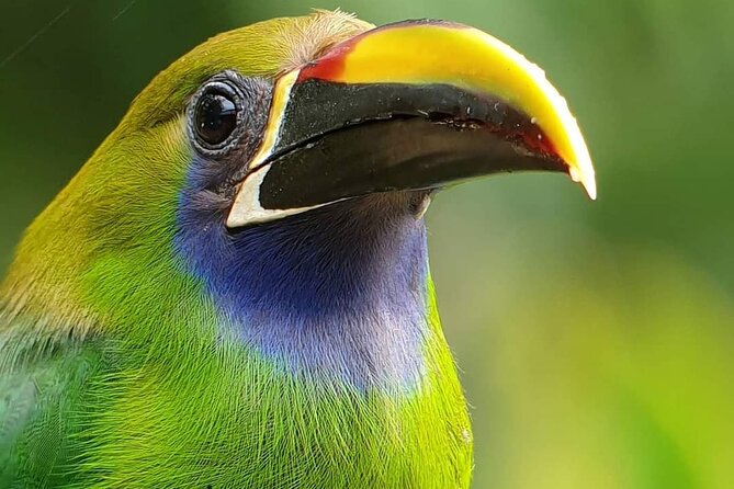 Monteverde Cloud Forest Biological Reserve Birdwatching Tour - Inclusions and Pricing