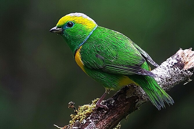 Monteverde Cloud Forest Biological Reserve Birdwatching Tour - Bird Species to Spot