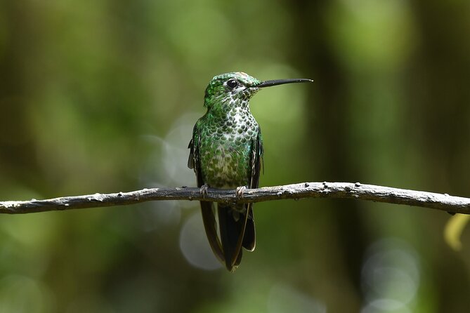 Monteverde Cloud Forest Guided Tour - Tour Inclusions