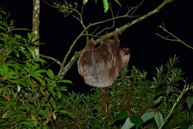 Monteverde Cloud Forest Night Walk - Tour Details