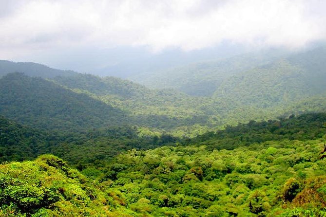 Monteverde Cloud Forest Reserve Guided Walk - Tour Details