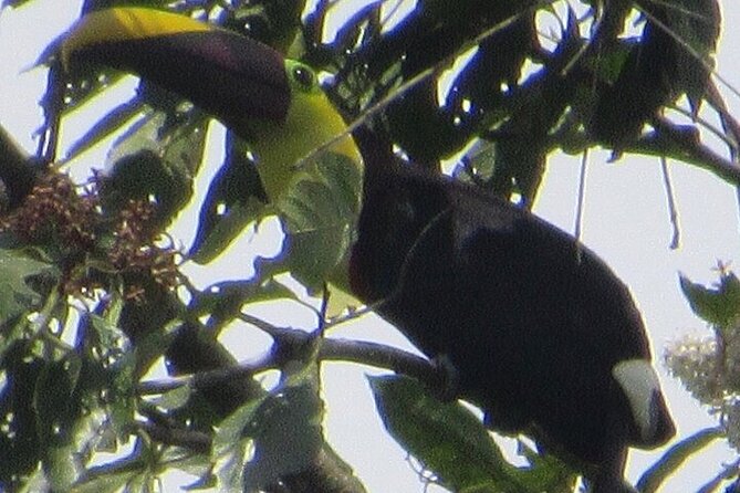 Monteverde Cloud Forest, Sloth, Hanging Bridges, Butterflies Tour - Tour Highlights