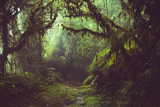 Monteverde Cloud Forest Tour - Reviews and Ratings Breakdown