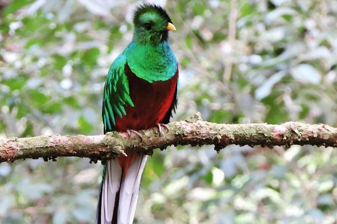 Monteverde Cloud Forest Tour - Tour Itinerary Overview