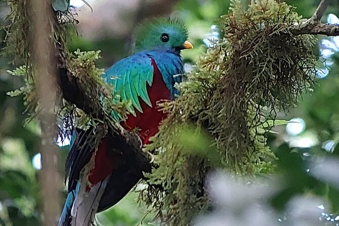 Monteverde Cloud Forest Tour - Tour Experience and Activities