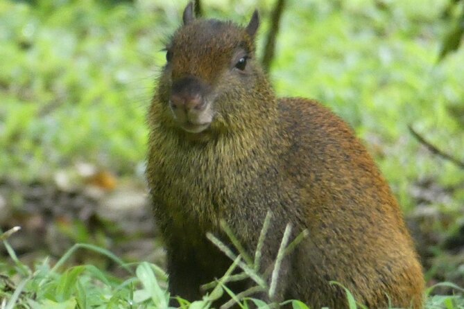 Monteverde Cloud Forest Tour - Tour Reviews and Testimonials