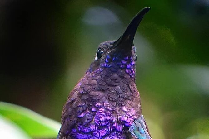 Monteverde Cloud Forest Tour - Good To Know