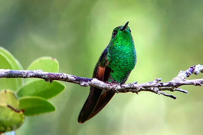 Monteverde Cloud Forest Tour - Reviews