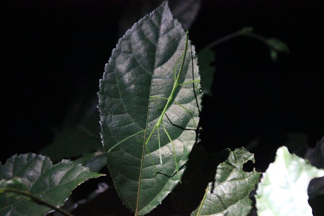 Monteverde Night Walk in a High Biodiversity Forest - Experience the Monteverde Night Walk