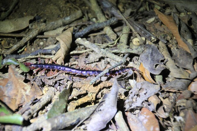 Monteverde Night Walk in a High Biodiversity Forest - Discover Nocturnal Wildlife in Monteverde