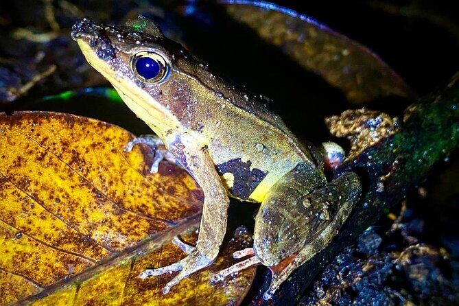 Monteverde Night Walk Tour: the night life of the forest - Frequently Asked Questions