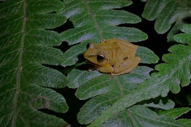 Monteverde Night Walk Tour: the night life of the forest - Final Thoughts