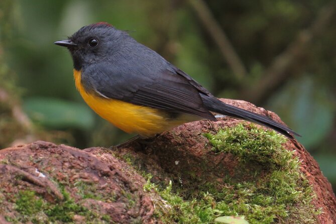 Monteverde Small-Group Halfday Birdwatching Tour (Feb ) - Good To Know