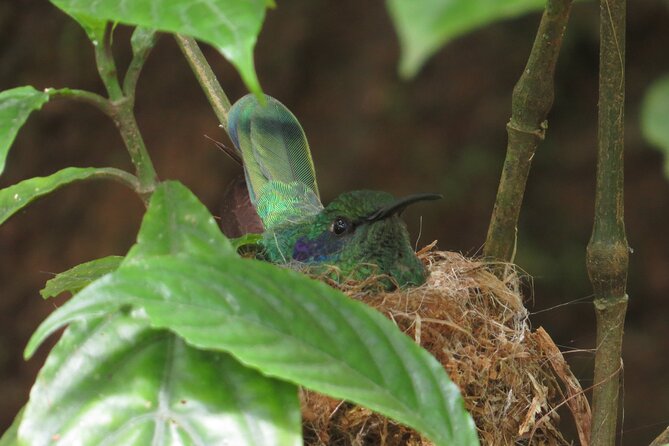 Monteverde Small-Group Halfday Birdwatching Tour (Feb ) - Included Amenities