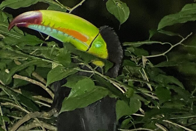 Monteverde Tropical Forest Night Tour - Tour Operator and Booking Confirmation
