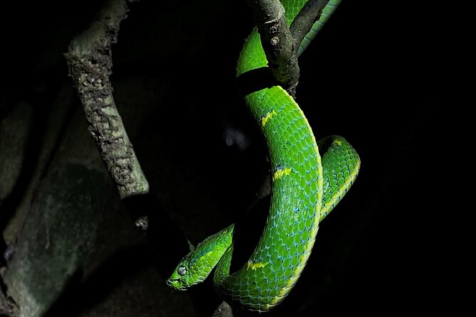 Monteverde Tropical Forest Night Tour - Accessibility and Traveler Limit