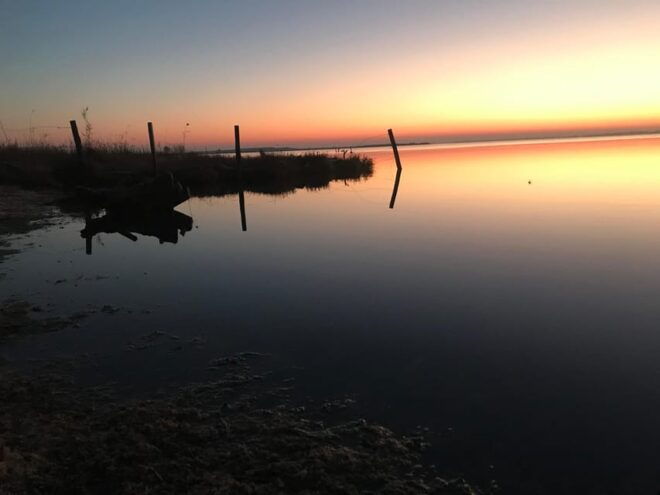 Montpellier: Birdwatching by Kayak in Camargue - Accessibility and Safety