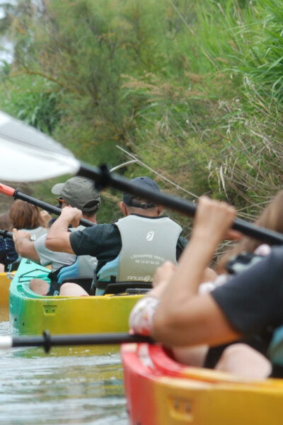 Montpellier: Birdwatching by Kayak in Camargue - Customer Feedback Highlights