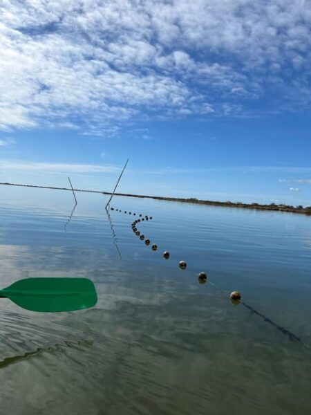 Montpellier: Birdwatching by Kayak in Camargue - Questions You May Have