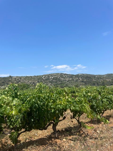 Montpellier: Full Day Visit to St Guilhem Le Désert - Full Description of the Tour (Part 1)