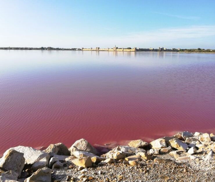 Montpellier: Guided Half-Day Trip to a Camargue Manade - Activity Details