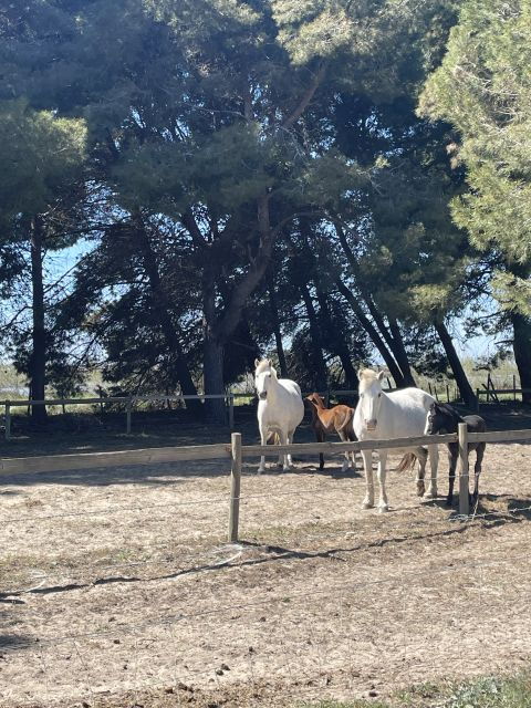 Montpellier: Guided Half-Day Trip to a Camargue Manade - Experience