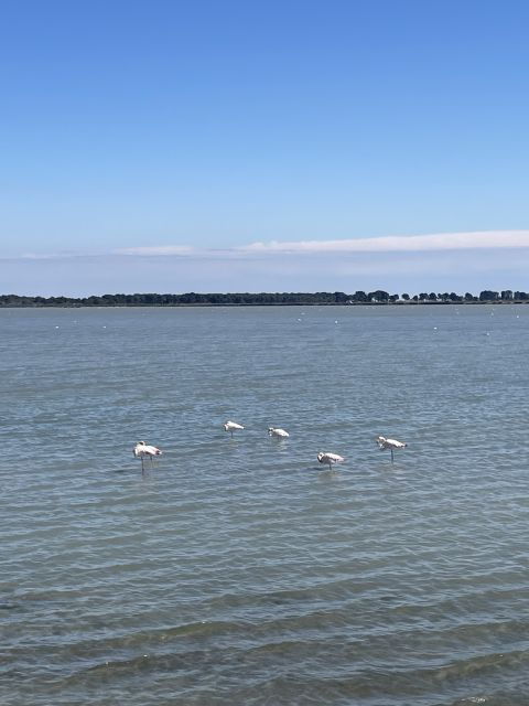 Montpellier: Guided Half-Day Trip to a Camargue Manade - Included Services
