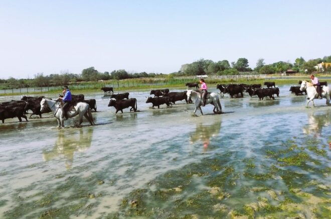 Montpellier: Guided Half-Day Trip to a Camargue Manade - Directions
