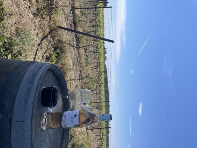 Montpellier : Half Day Wine Tour in Camargue - The Sum Up