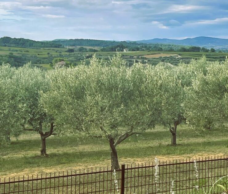 Montpellier : Visit an Olive Oil Mill - Booking Details