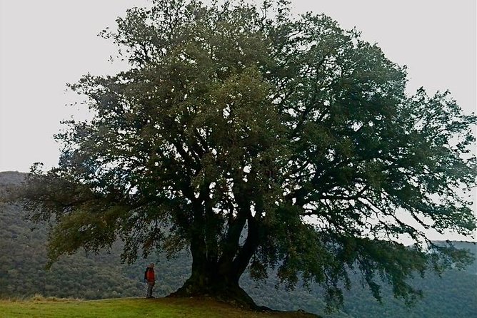 Montseny Guided Hiking Tour From Barcelona With Organic-Friendly Lunch - Background