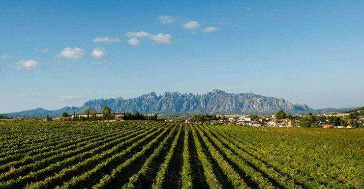Montserrat & Cava Wineries Day Trip From Barcelona W/ Pickup - Activity Details
