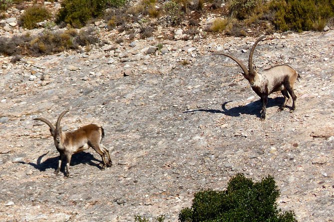 Montserrat Hiking Experience From Barcelona - Nature and Monastery Experience
