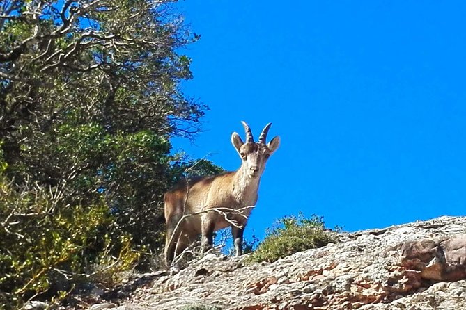 Montserrat Land of Shrines - One Day Small Group Hiking Tour From Barcelona - Expert Guided Hike and Nature Lessons